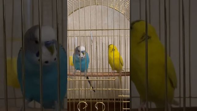 Волнистый попугай заигрывает с самкой. смотреть онлайн