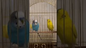 Волнистый попугай заигрывает с самкой.