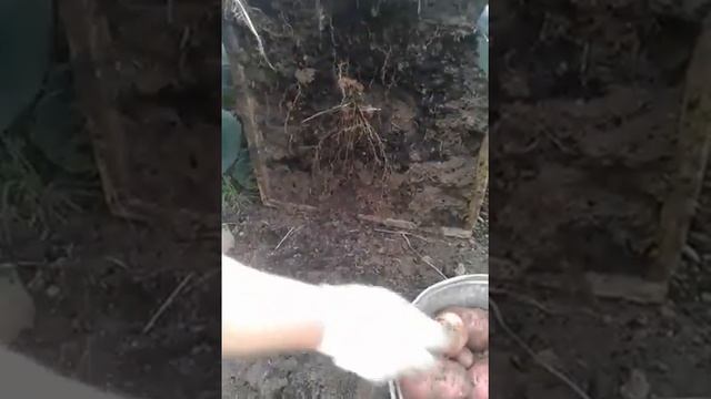 выращивание картошки в ящиках. часть вторая. смотреть онлайн