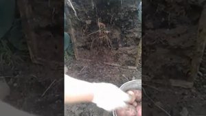 выращивание картошки в ящиках. часть вторая.