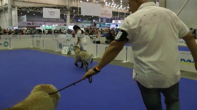 КАВКАЗСКАЯ ОВЧАРКА КЛАСС ЩЕНКИ КОБЕЛИ смотреть онлайн