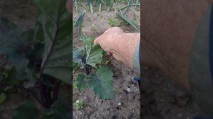 Срочно опрыскиваем капусту - белокрылка и капустная тля...