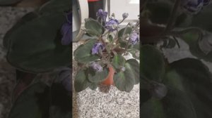 После пересадки у фиалки опустились листики.