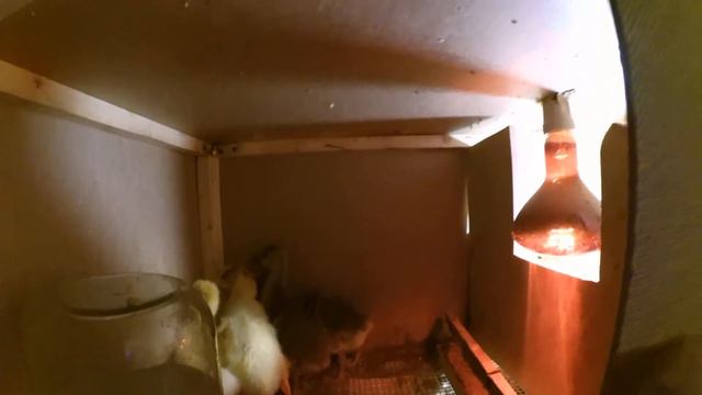 Расклев у гусей смотреть онлайн