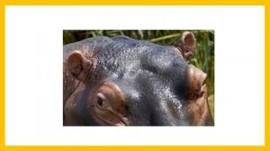 Животные жарких стран (Африка)