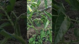 Разные сорта Помидоров Мануза. Пинк хит. Шихербаз. ?