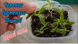 Первый опыт Черенкование метельчатой Гортензии почкой.