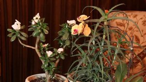 Как ухаживать за цветами в квартире