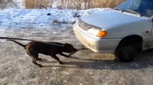 Собака тащит машину