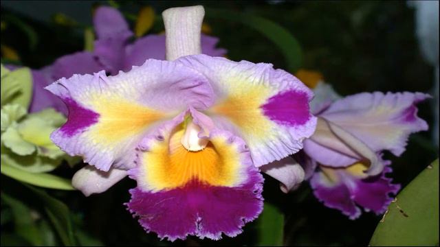 tipos plantas de casa orquídeas e flores types of houseplants orchids and flowers