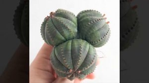 Самые необычные комнатные растения, которые украсят любую квартиру