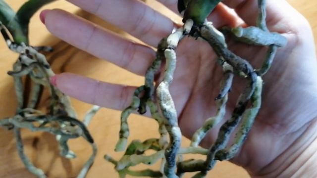 Групповая посадка орхидей (наконец-то они вместе) 03.03.20 смотреть онлайн