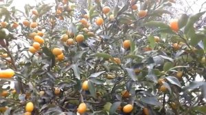 Crna Gora/Фортунелла, кинкан, кумкват