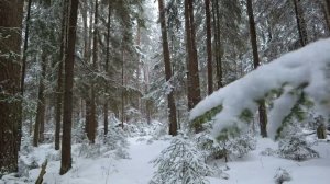 after the snowfall. #russia #dji #forest #nature