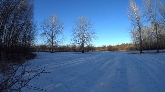 Деревья – гибриды тополя и осины около Учхоза (Преображенский) смотреть онлайн