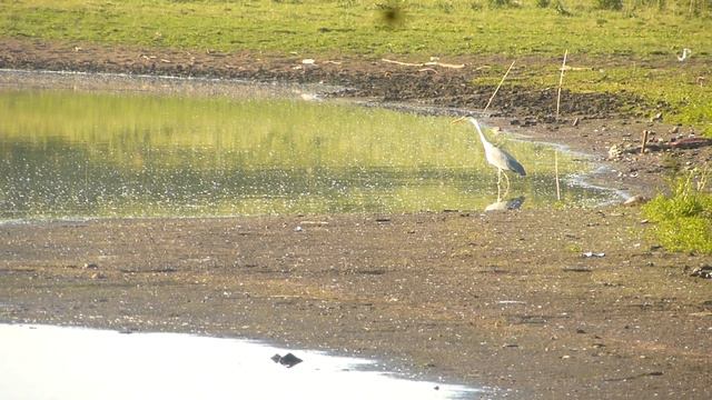 отвлекся от поплавка и увидел это.... смотреть онлайн
