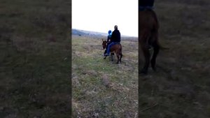 Ишаки на ишаке