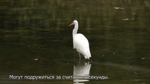 РЫБЫ - 30 точных фактов об этом знаке.