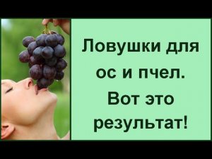 Борьба и защита от ос Ловушки и приманки для ос