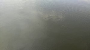 Сазан на кукурузу, ловля сазана на "волос".