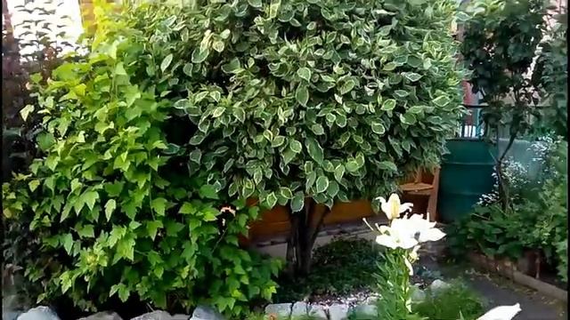 ВЫРАЩИВАЕМ ДЁРЕН И ПУЗЫРЕПЛОДНИК В Сибири смотреть онлайн