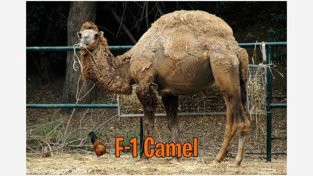 Camel Types In English! Learn Types of Camels | Camel Species In English | Names of Camels смотреть онлайн