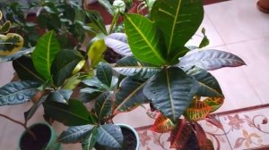 ПРАВИЛЬНЫЙ УХОД ЗА КРОТОНОМ В ДОМАШНИХ УСЛОВИЯХ. ОБЗОР