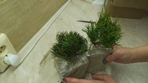 РАСПАКОВКА растений с ВАЛБЕРИС