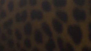 Леопард и Девушка