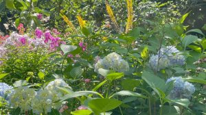 Июль в Саду 31 июля 2023 часть 2