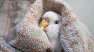 Как выглядит самка волнистого попугайчика готовая к размножению