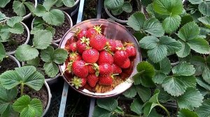 Так укореняются все усы клубники / Клубника в стаканчиках