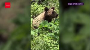 Медведицу с медвежатами засняли на даче в районе Базаихи