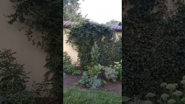 Сорость роста плюща. смотреть онлайн