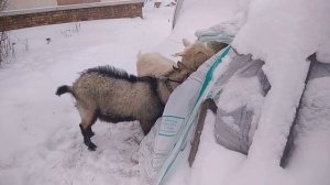 Запуск козы. Мои козы ушли  в запуск не по плану