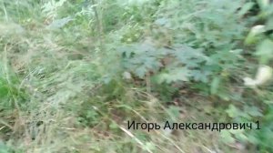 Можно или нет? Правда или нет? Можно ли кушать свинушки?