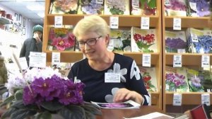 ДФ. О.Кособокова о своих сортах фиалок (КО-)