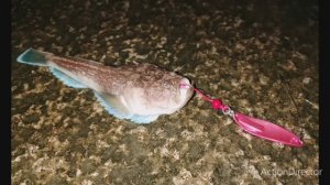 Редкий ядовитый звездочет,скорпена, карась. рокфишинг на Чёрном море