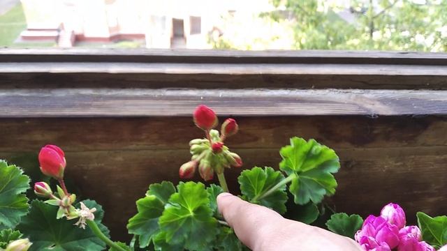 Спорт пеларгоний. Разочарование. смотреть онлайн