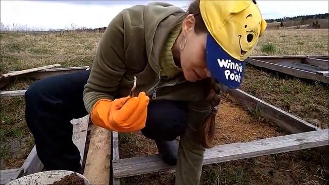 Весенний посев каштана смотреть онлайн