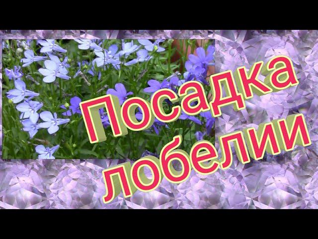 Посадка лобелии