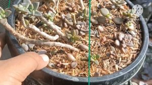 UPDATE SA MGA OLD AND NEW SUCCULENT PLANTS THIS RAINY SEASON⛈️🌦️IN OUR GARDEN