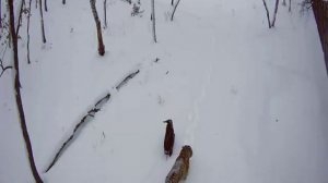 "Играем!": Амур и Тимур в Приморском Сафари-парке / Amur and Timur in Primorskiy Safari Park