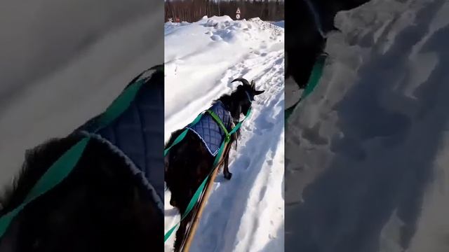 Вот такой козёл по кличке Гром живёт в д.Неклюдово Гусь Хрустального района смотреть онлайн