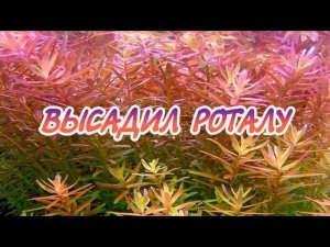 ВЫСАДИЛ РОТАЛУ .