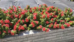 Петуния крупноцветковая F1 ВАЛЕНТИНА