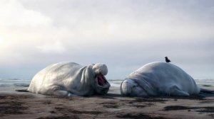 Короткометражка про двух ленивых морских слонов Ластоногие HD