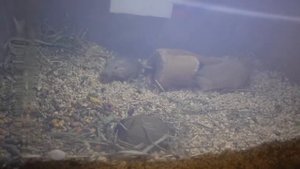 Дикая песчанка... укусила до крови