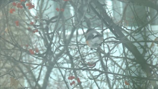 "Незлые птицы" - кусочек лесной фауны в городе смотреть онлайн