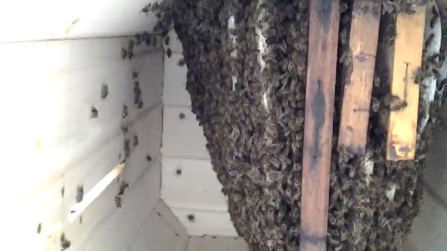 Улей-колода внутри смотреть онлайн